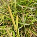 Carex polyantha - Photo (c) Luis Webber, all rights reserved, uploaded by Luis Webber