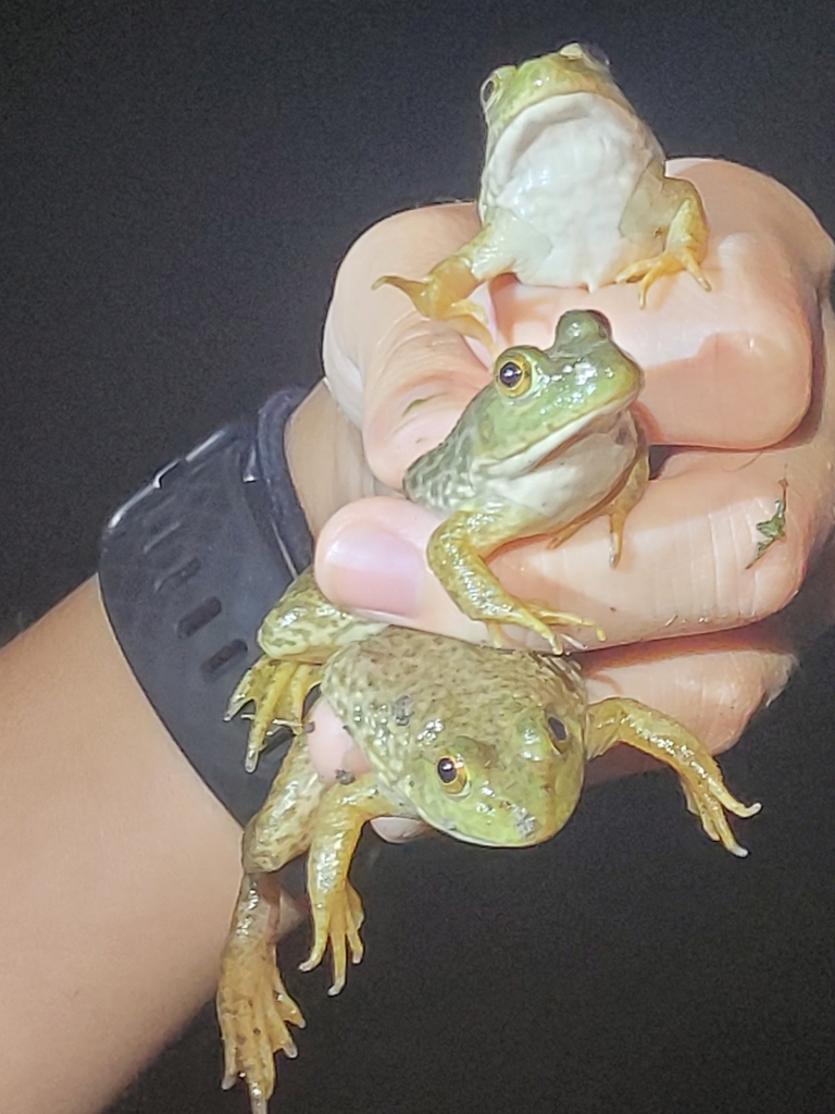 American Bullfrog from Waxahachie, TX, USA on September 04, 2021 at 08: ...