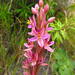 Spike Orchids - Photo (c) Willemina v/d Harst-De Wet, all rights reserved, uploaded by Willemina v/d Harst-De Wet