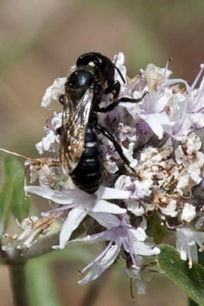 iNaturalist observation photo of Small Mason Bees