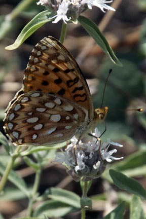 iNaturalist observation photo of Great Basin Fritillary