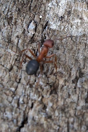 iNaturalist observation photo of Wood, Mound, and Field Ants