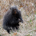 Eastern Porcupine - Photo (c) mcthomas, all rights reserved, uploaded by mcthomas