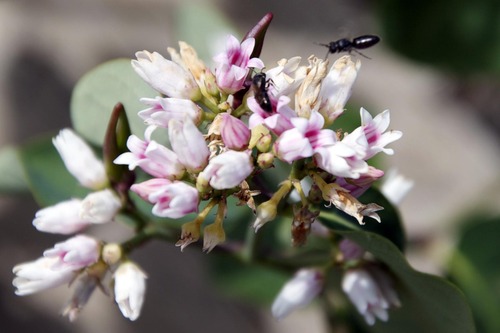 iNaturalist observation photo of Masked Bees