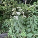 Frostweed - Photo (c) cleointhesmokies, all rights reserved
