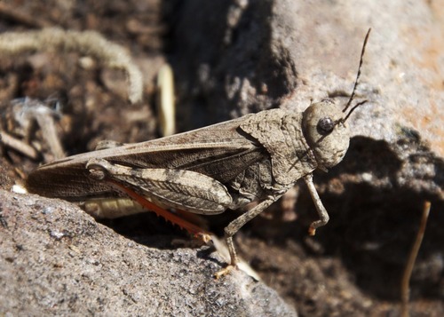 iNaturalist observation photo of Short-horned Grasshoppers