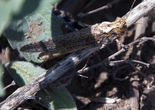 iNaturalist observation photo of Short-horned Grasshoppers
