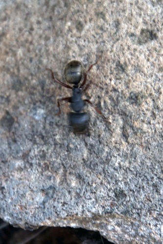 iNaturalist observation photo of Western Black Carpenter Ant