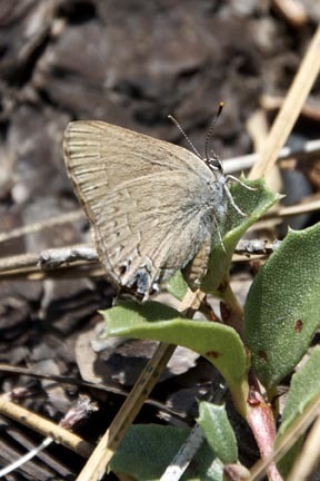 iNaturalist observation photo of Hedgerow Hairstreak