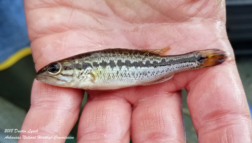 Spotted Bass