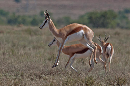 Springbok