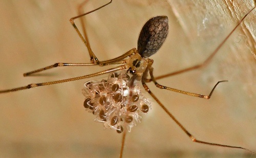 Manuel's Cellar Spider