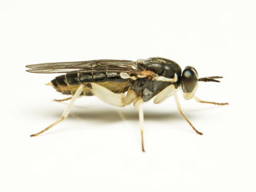 Solva pallipes (Loew, 1863)