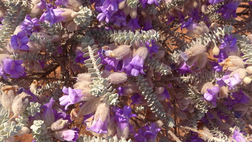 Woolly-Calyxed Eremophila (Eremophila lachnocalyx)