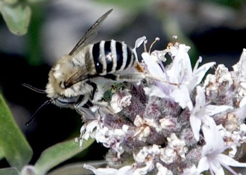 iNaturalist observation photo of Urbane Digger Bee