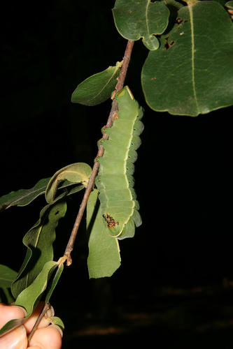 Cat's-paw Emperor