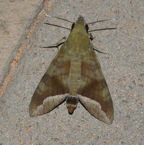 Comma Nephele