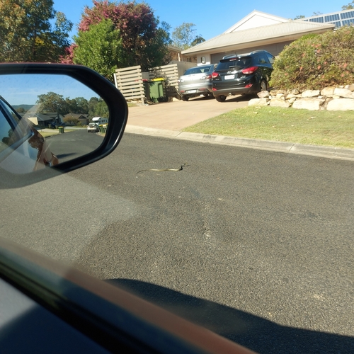 Common Tree Snake sighting