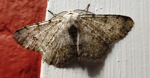 Genus Gnophos · iNaturalist