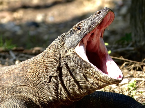 Komodo Dragon — seen at this dive site