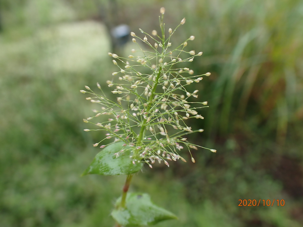 Sphaerocaryum malaccense (Sphaerocaryum malaccense)
