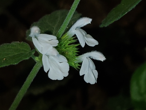 Leucas chinensis