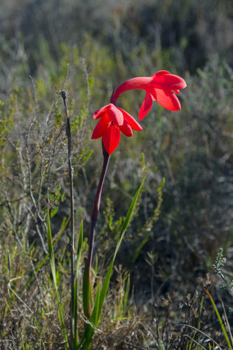 Watsonia spectabilis Schinz