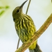 Purple-naped Spiderhunter - Photo (c) Chan Chee Keong, all rights reserved, uploaded by Chan Chee Keong