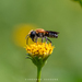 Shadow-winged Resin Bee - Photo (c) Andaman Kaosung, all rights reserved, uploaded by Andaman Kaosung