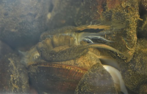 Wavyrayed Lampmussel