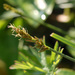 Carex pairae - Photo (c) Tig, כל הזכויות שמורות, הועלה על ידי Tig