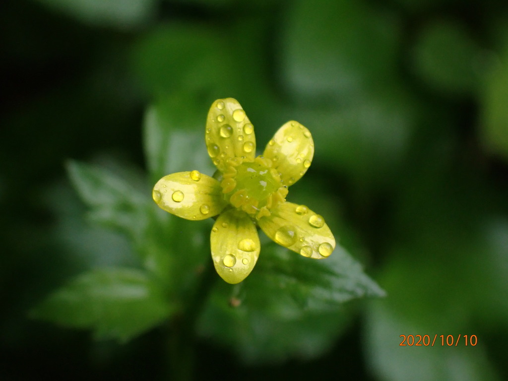Ranunculus cantoniensis (Ranunculus cantoniensis)