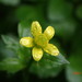 Ranunculus cantoniensis - Photo (c) yongzhe, todos los derechos reservados, subido por yongzhe