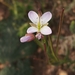 Heliophila scoparia - Photo (c) Glynn Alard, todos los derechos reservados, subido por Glynn Alard