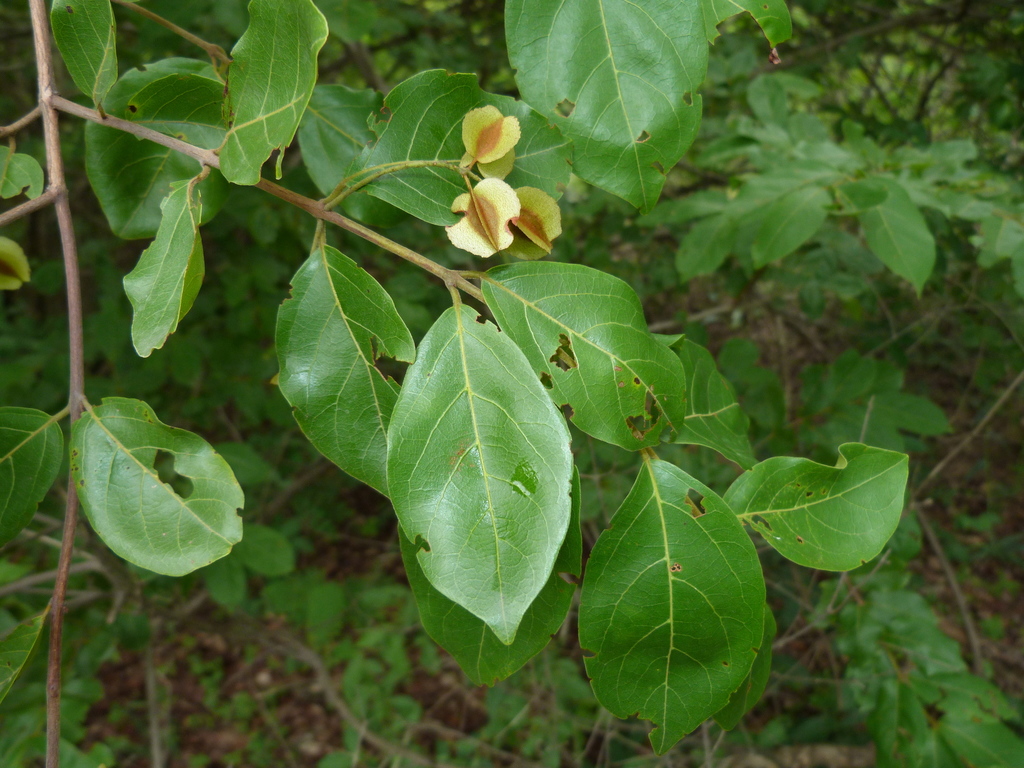 Combretum Micranthum From Kenieba, Mali On August 15, 2012 At 01:42 Pm 