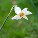 Small Pheasant's-eye Daffodil - Photo (c) Tig, all rights reserved, uploaded by Tig