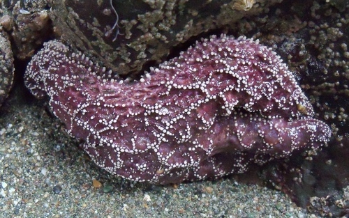 org · ochre sea star observed by direbecca on february 17, 2015
