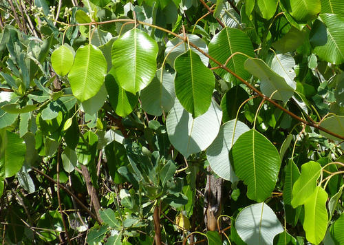 round-leaved resin tree (Ozoroa longipes)