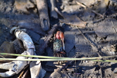 Leptuca uruguayensis image