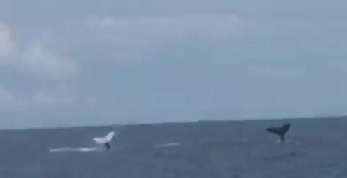 Humpback Whale