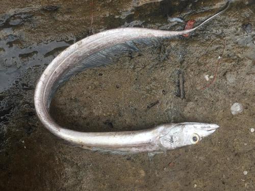 Largehead Hairtail