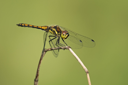 Sympetrum danae