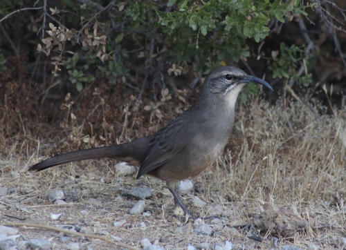 iNaturalist observation photo of California Thrasher
