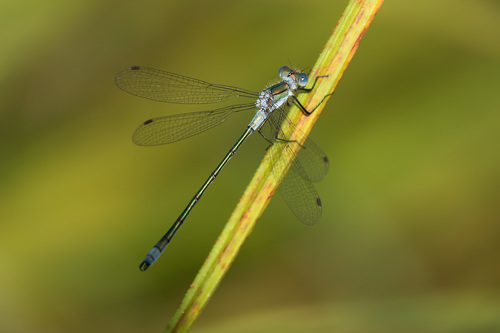 Lestes sponsa