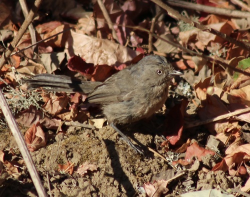 iNaturalist observation photo of Wrentit
