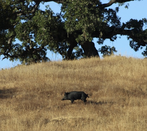 iNaturalist observation photo of Wild Boar