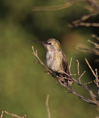 iNaturalist observation photo of Anna's Hummingbird