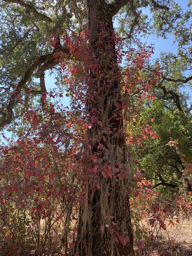 iNaturalist observation photo of Pacific poison oak