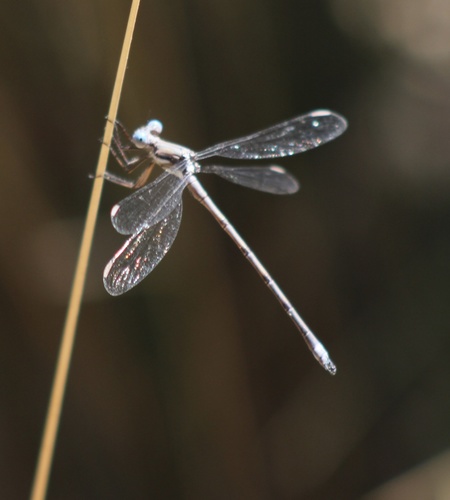 iNaturalist observation photo of California Spreadwing
