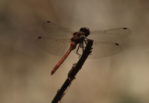 iNaturalist observation photo of Striped Meadowhawk